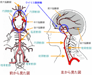 頭部の血管