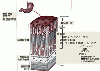 胃底腺の細胞