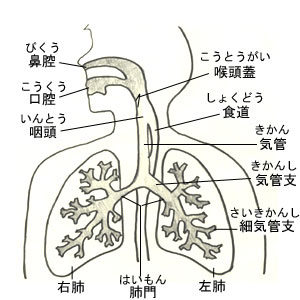 肺概観